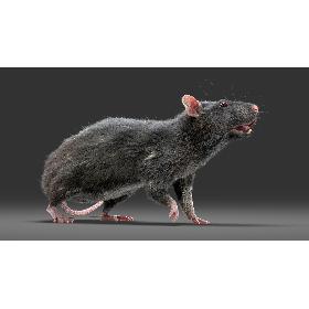 Rat (Fur) (3) 3D model